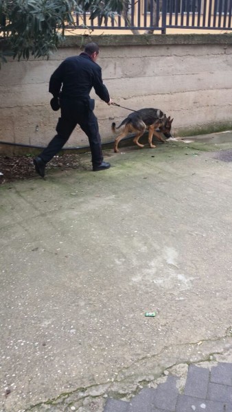 Carabinieri - Cani Anti droga (2)