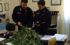 carabinieri Foto piante sequestrate
